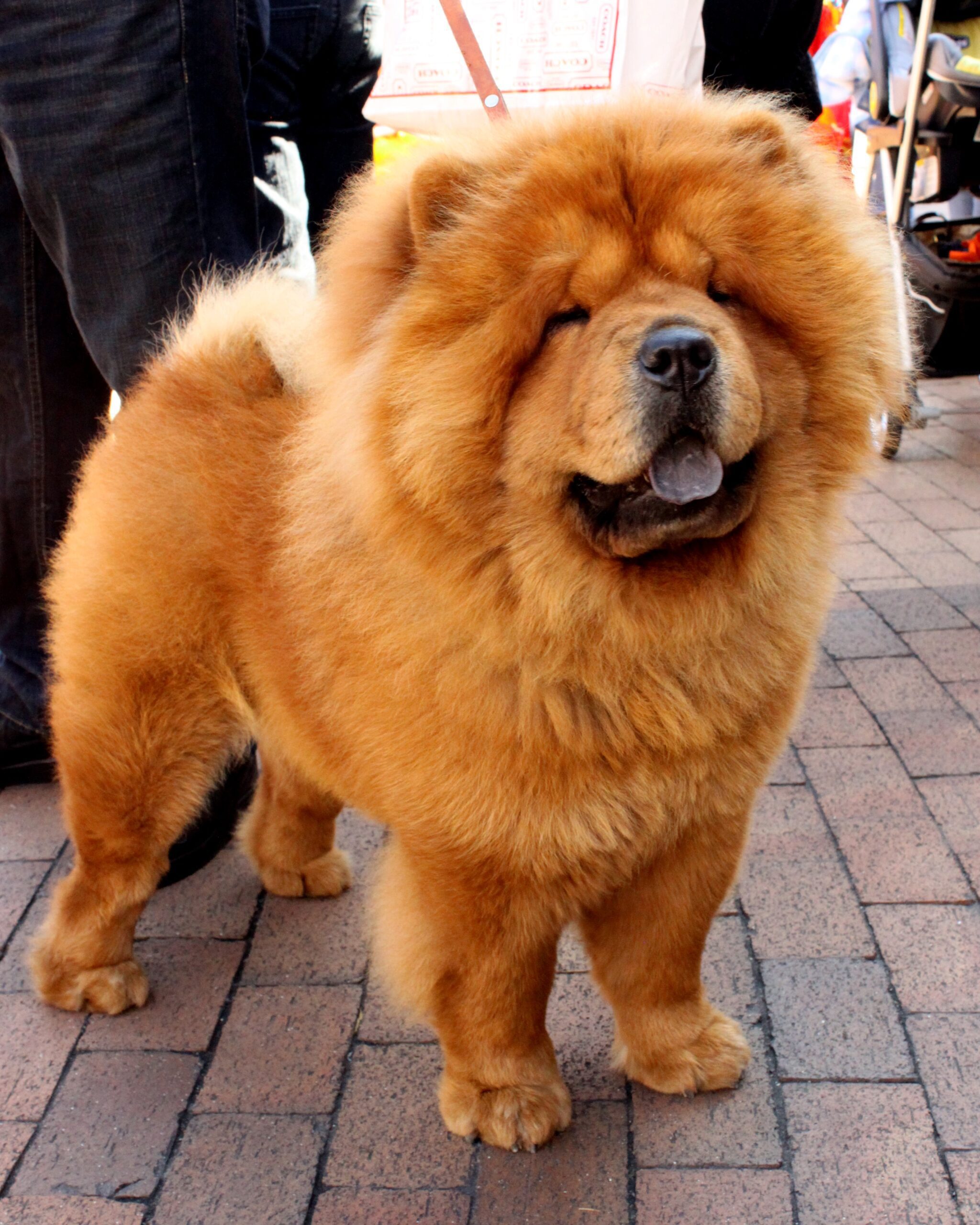 Perro Chow Chow mezclado con otra raza
