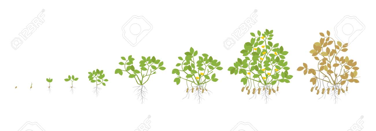 Plantas de maní en diferentes etapas de crecimiento