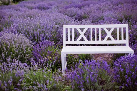 Qué colores combinan mejor con la lavanda 5 Qué colores combinan mejor con la lavanda