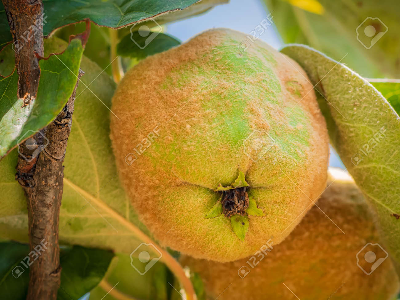Cómo madurar membrillos en casa 3 Membrillos madurando en un árbol