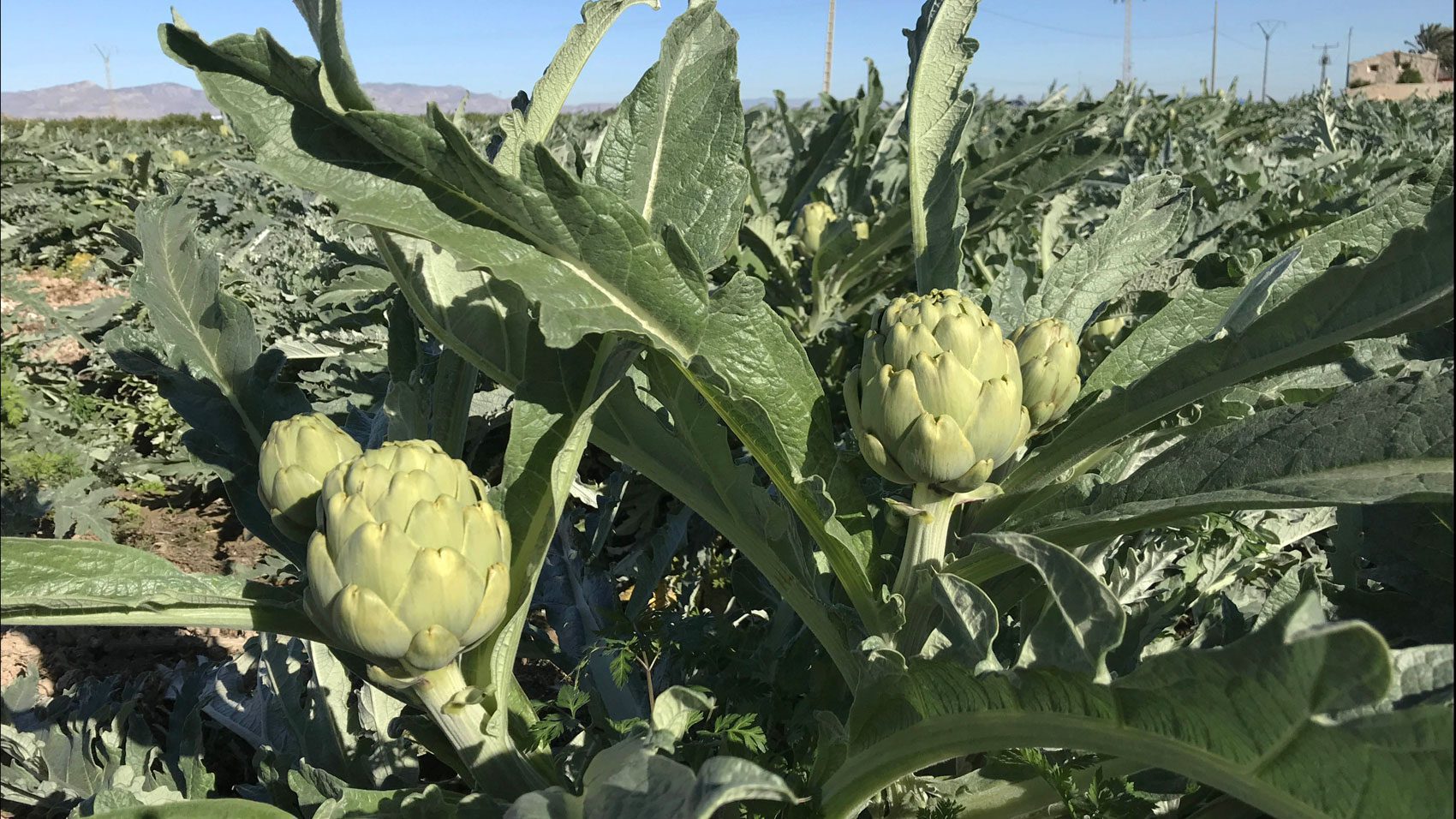 Alcachofas con plantas incompatibles