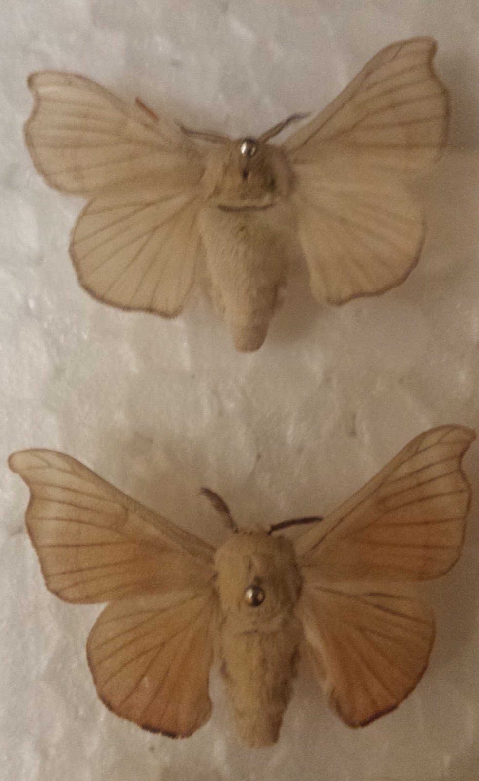 Gusanos de seda macho y hembra