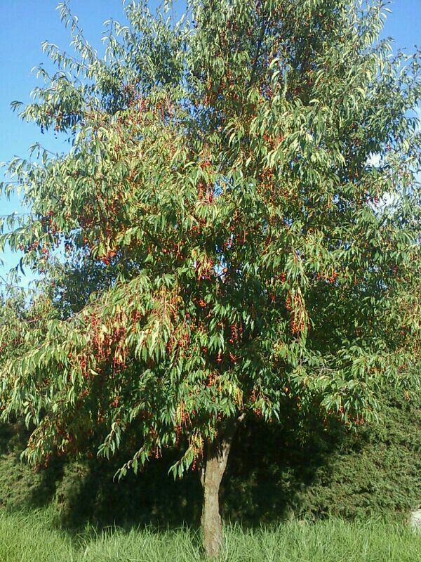 Árbol de capulín cargado de frutos