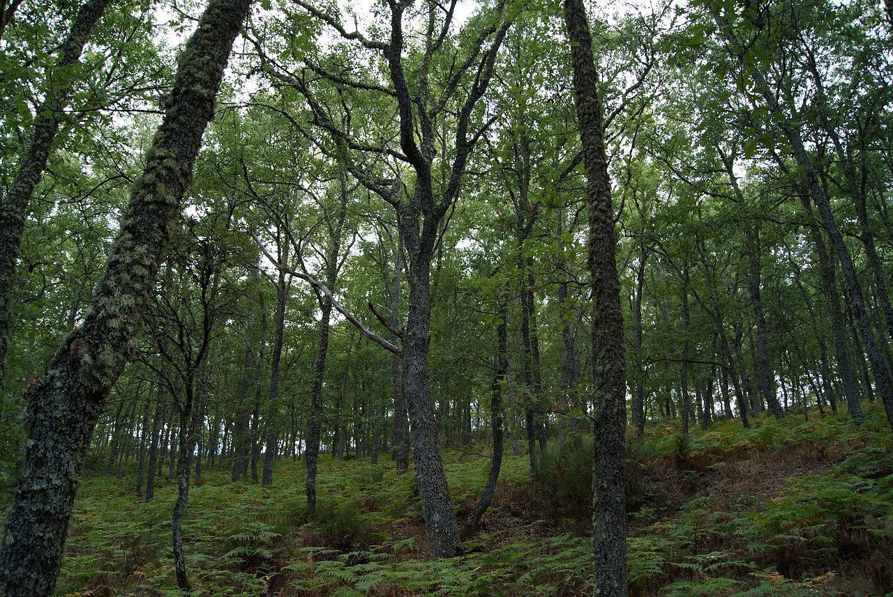 Encina y alcornoque juntos en bosque