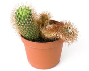 3 fungicidas caseros efectivos para proteger tus cactus