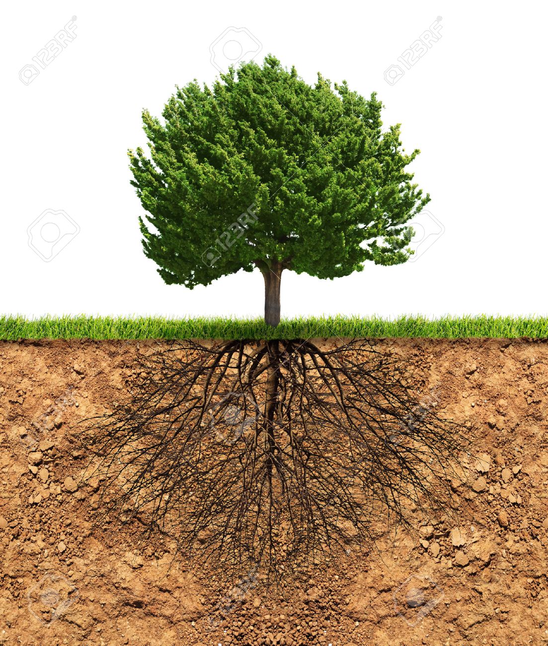 Raíces de árbol creciendo en el suelo