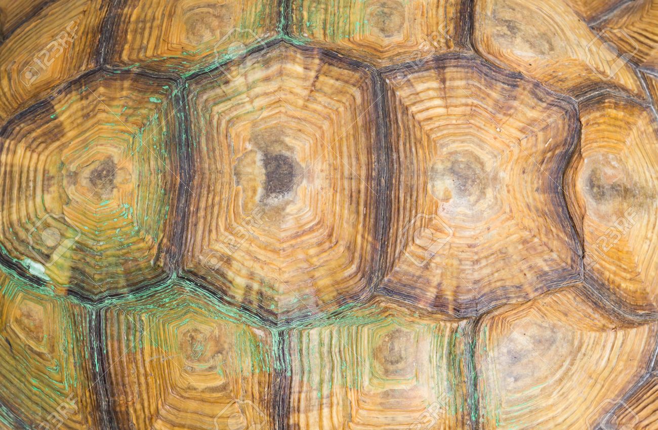 Caparazón de tortuga en detalle