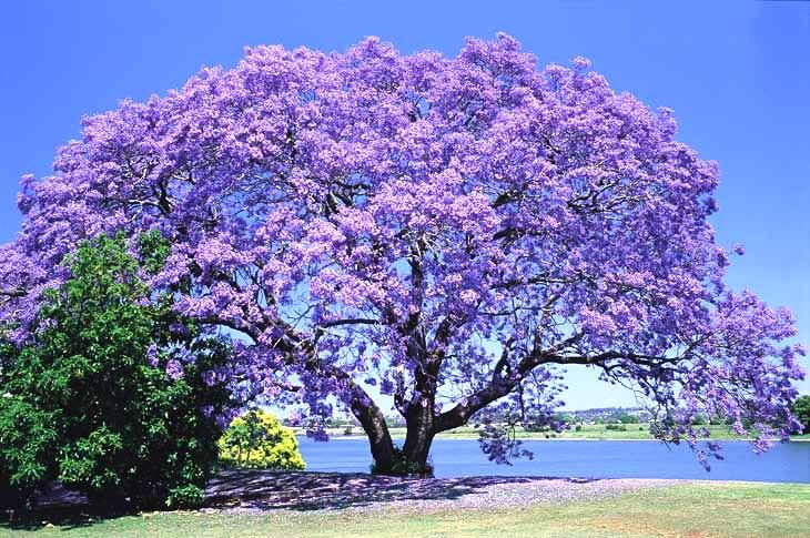 Cómo se llaman los árboles que dan flores de colores 4 Árboles con flores coloridas en jardín
