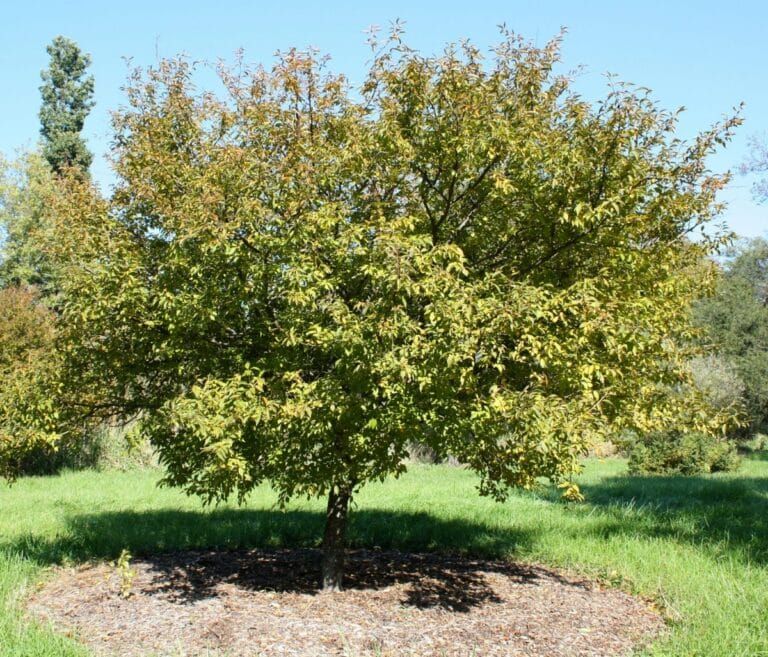 Árbol con raíces poco invasivas