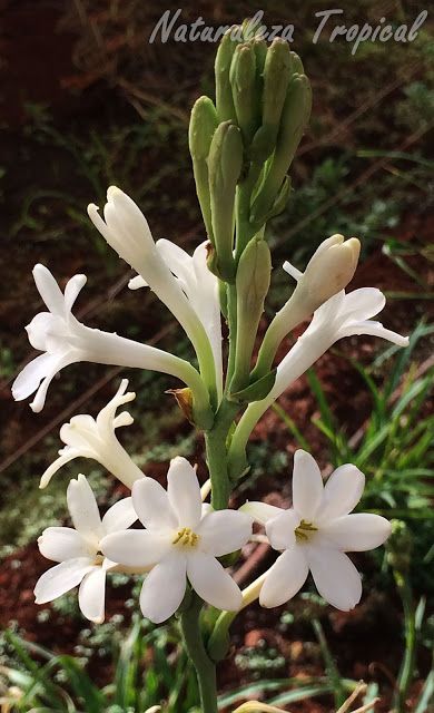 Qué flor lleva el bastón de San José 3 Qué flor lleva el bastón de San José