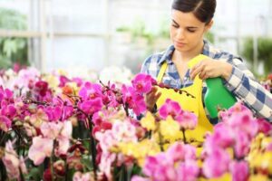 5 fungicidas caseros para orquideas protege tus plantas de forma natural