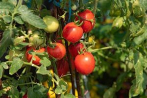 5 recetas de fungicidas caseros para proteger tus tomates
