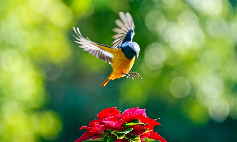 Pájaros alejándose de un jardín