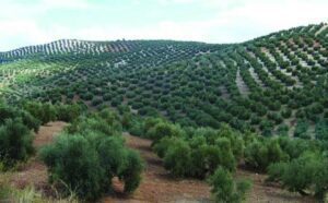 56712 torreperogil campos de olivos de torreperogil