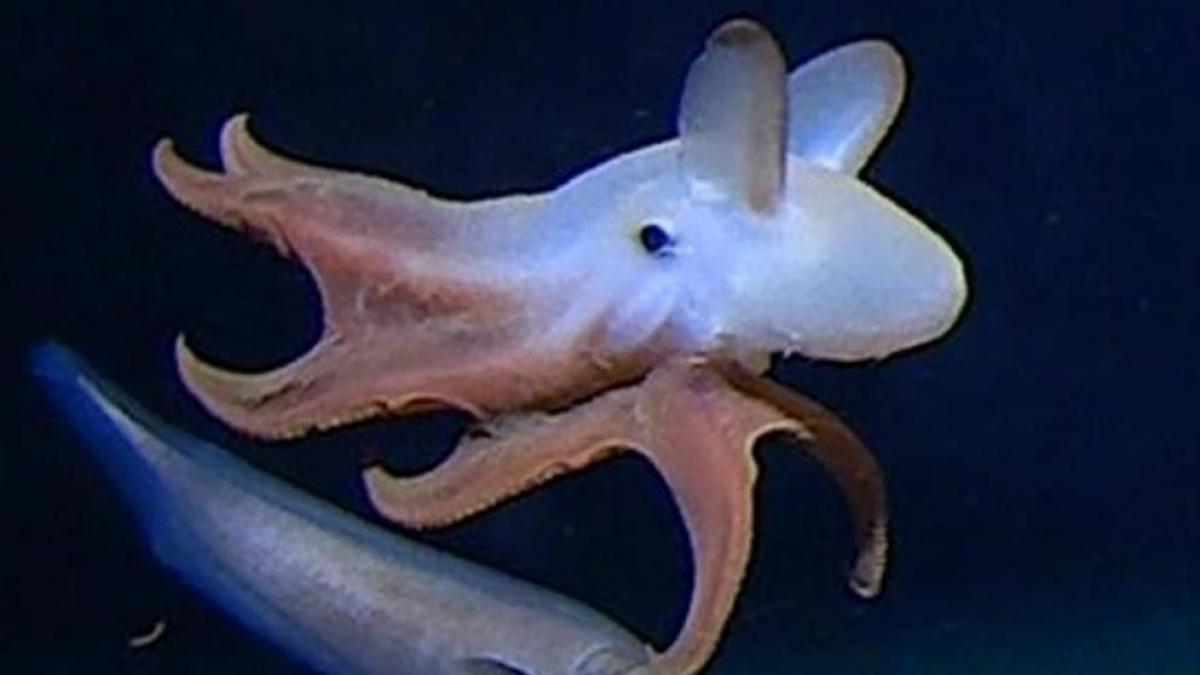 Pulpo en las profundidades del océano