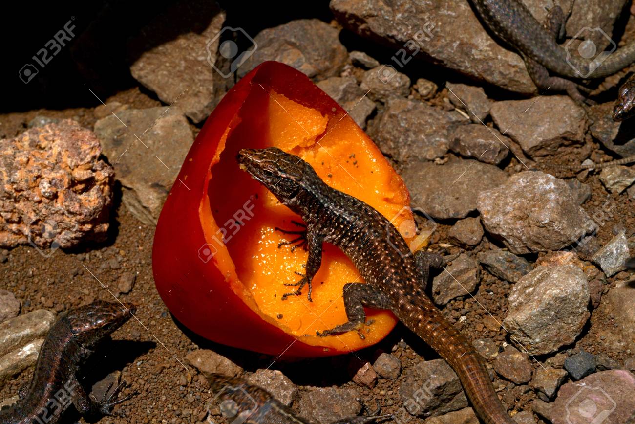 Lagartija comiendo frutas y vegetales