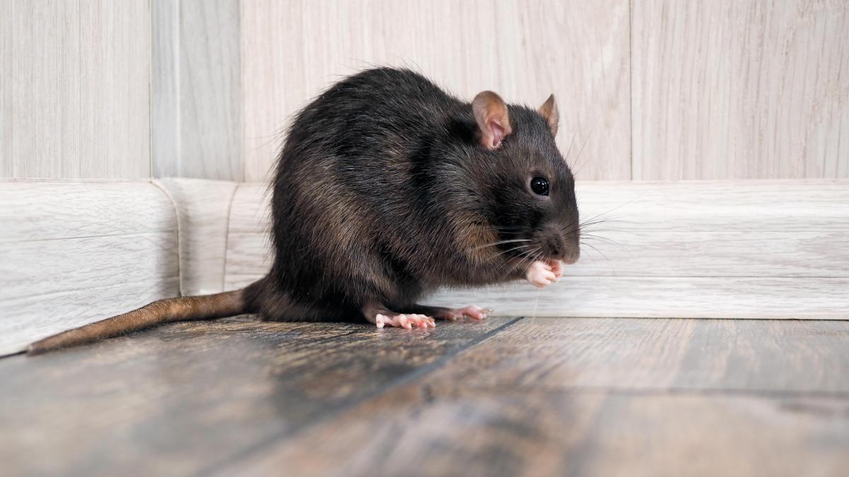 Bicarbonato versus veneno para ratones