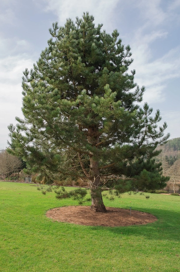 Pinos creciendo en diferentes condiciones climáticas