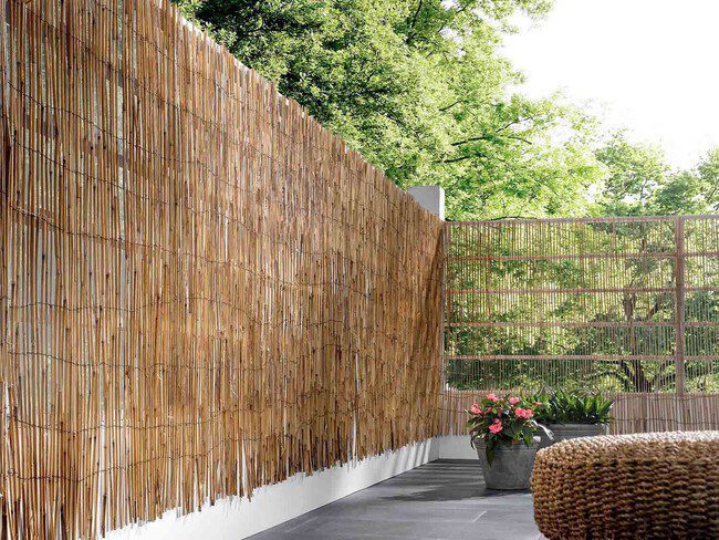 Cañizo en buen estado y bien cuidado