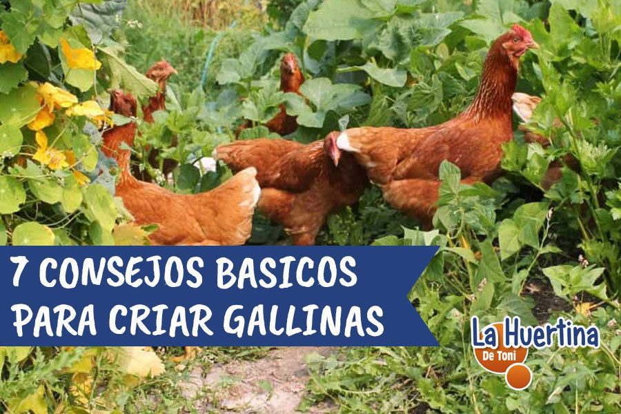 Gallinas en espacio amplio y saludable
