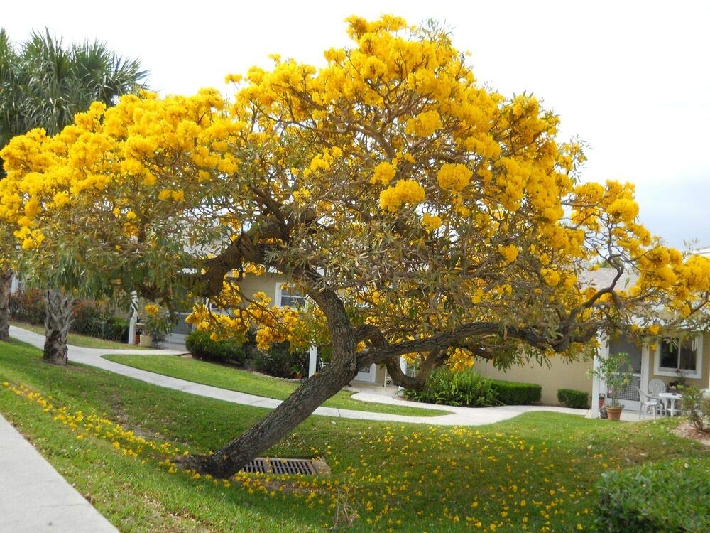 Árbol de Trompeta Amarilla en crecimiento