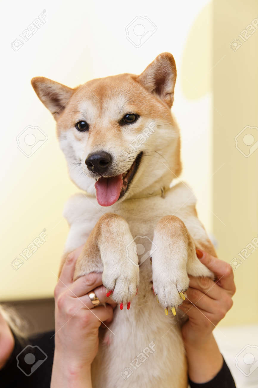 Perro mostrando sus uñas de cerca