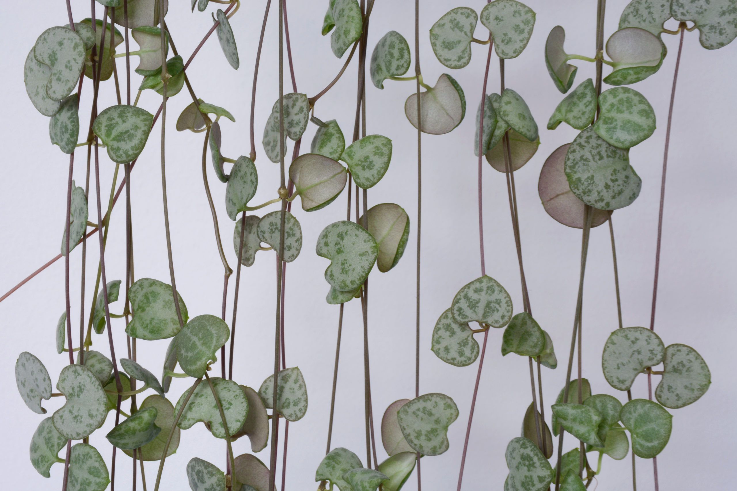 Planta con hojas en forma de corazón