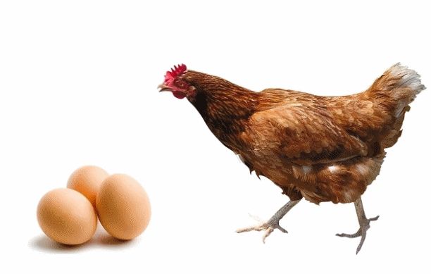 Gallina con huevos y carne
