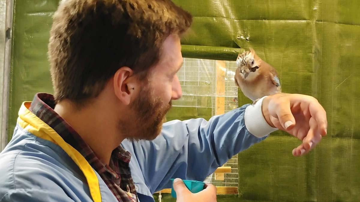 Científico estudiando aves en laboratorio