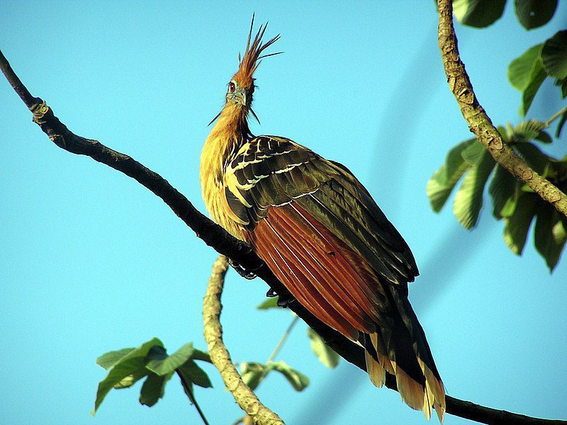 Pájaro alejándose de olor desagradable