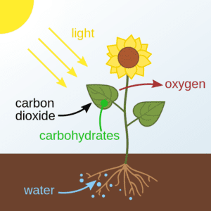 800px Photosynthesis en.svg