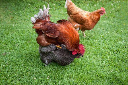 Gallina y gallo apareándose