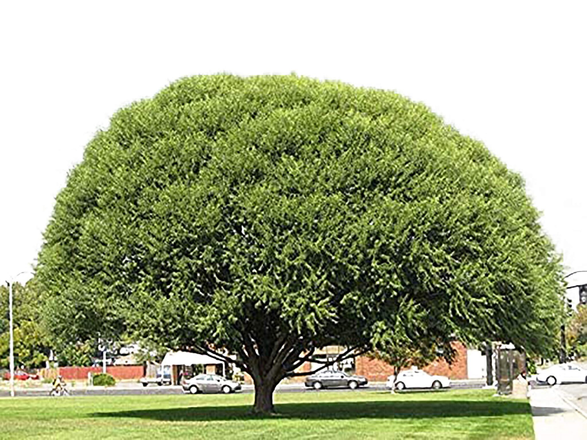 Qué árbol Crece Más Rápido Y Da Buena Sombra » Microscopio.pro