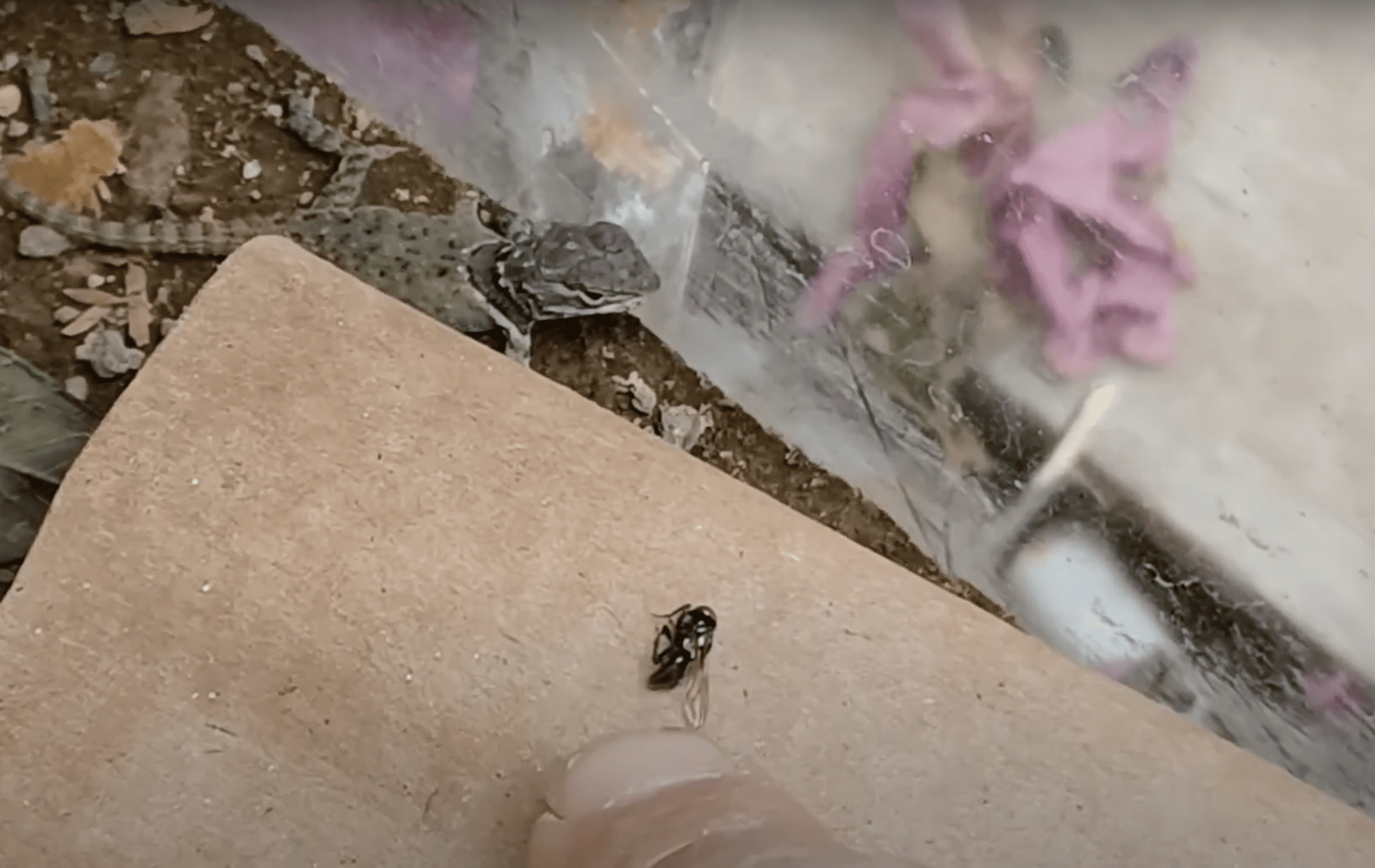 Lagartija bebé comiendo insectos frescos