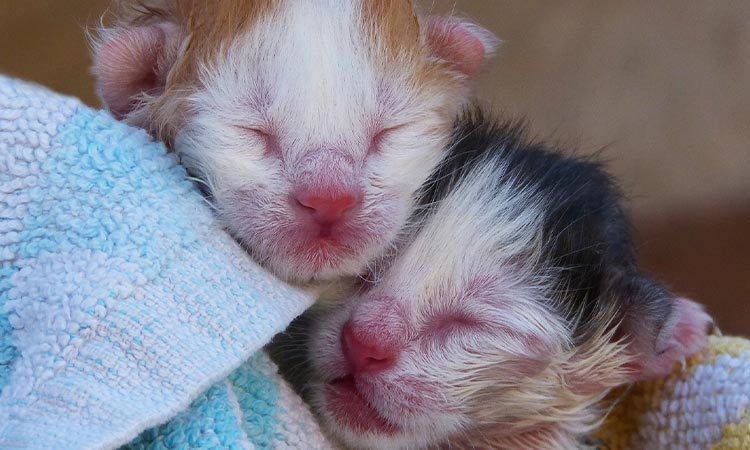 Gata acurrucada con sus crías recién nacidas
