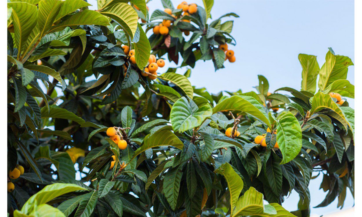 Cómo son las raíces del árbol de níspero 4 Raíces de árbol de níspero cuidadas