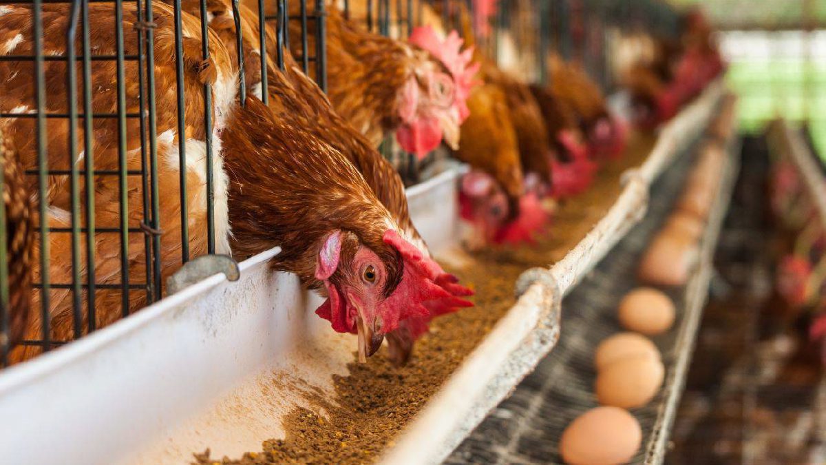 Criador de gallinas alimentándolas