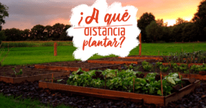 Distancia para sembrar FB Info imagen Blog 1 06.05.20