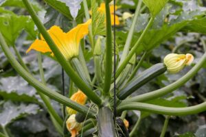 Fresanas planta calabacin con fruto y flor 1024x682 1