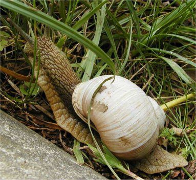 Caracoles en ambiente húmedo y vegetación