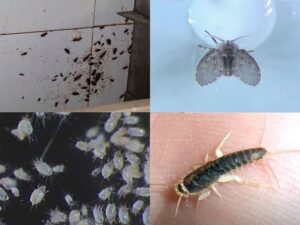 Insectos de la humedad