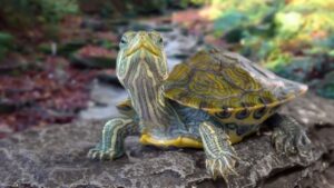 La alimentacion de las tortugas de agua