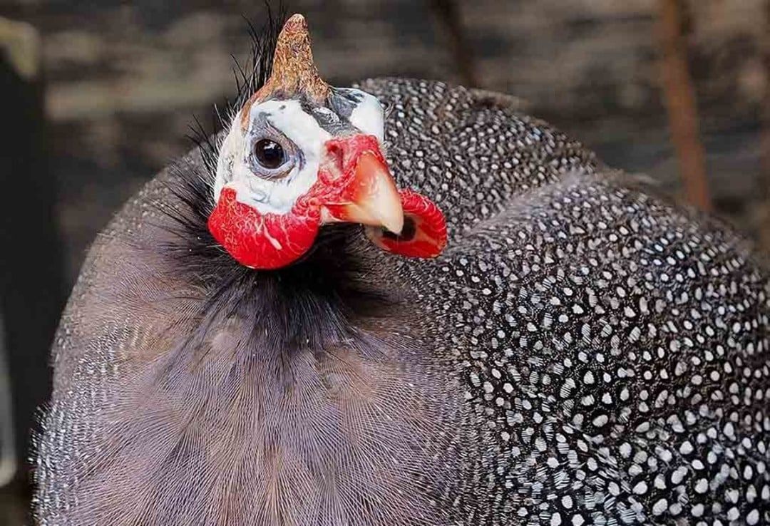 Gallina de Guinea macho y hembra juntos