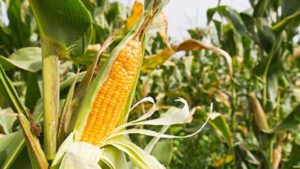 NOTICIAS 2015 PLANTA DE MAIZ
