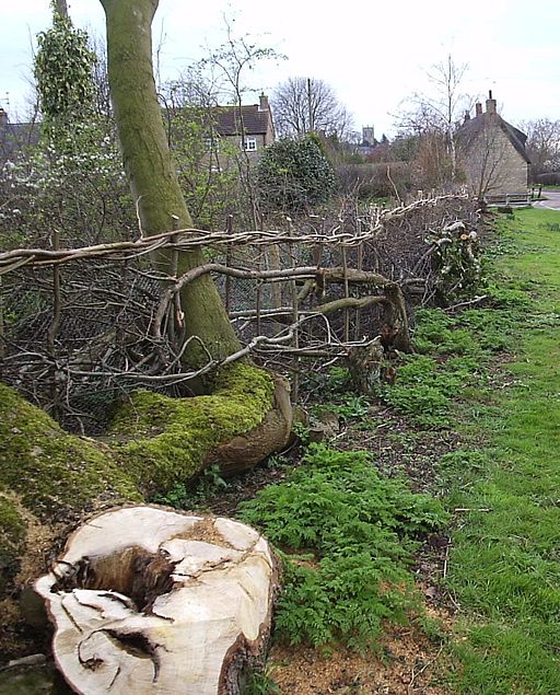 Vecinos discutiendo cerca de un árbol plantado