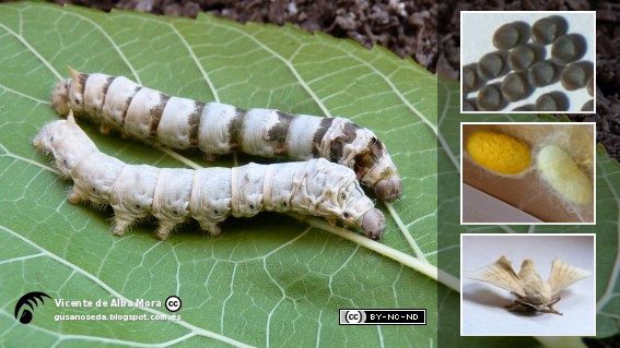 Gusanos de seda macho y hembra