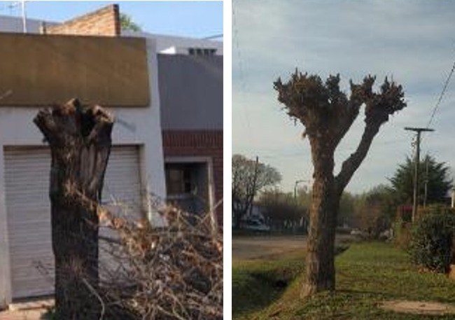 Árbol podado ilegalmente por persona
