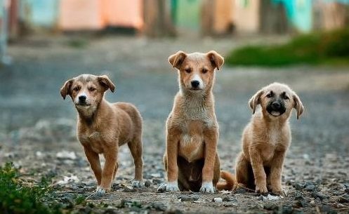 Perros de raza pura y mestizos