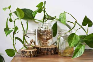 SPR houseplants grown in water 4177520 hero 264670857d8b4c68a66b6d63c20e179e
