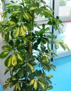 Schefflera gold P1050107